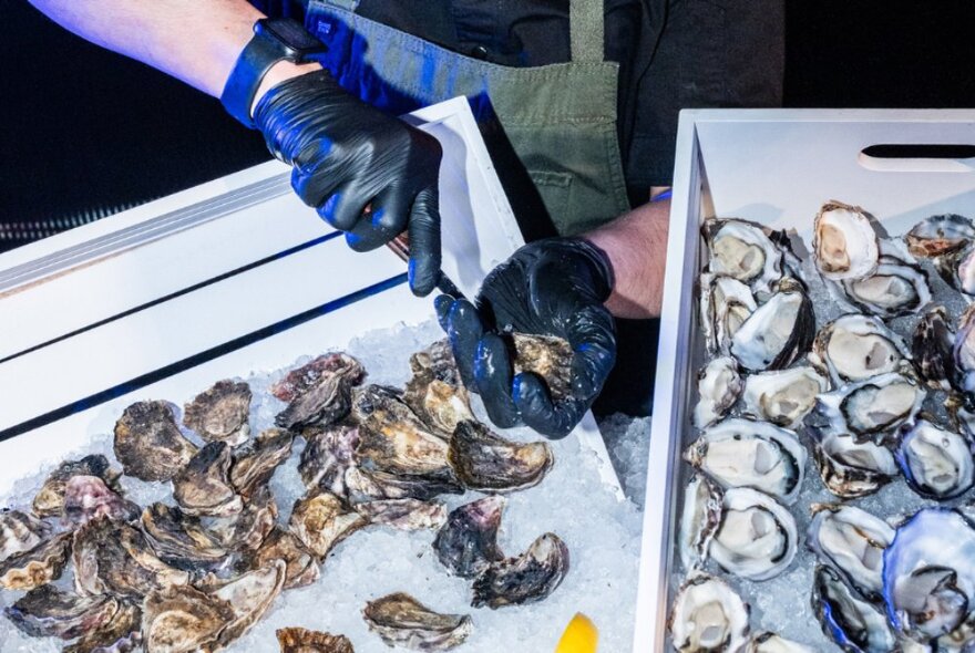 A pair of gloved hands shucking oysters and placing them on a bed of ice.