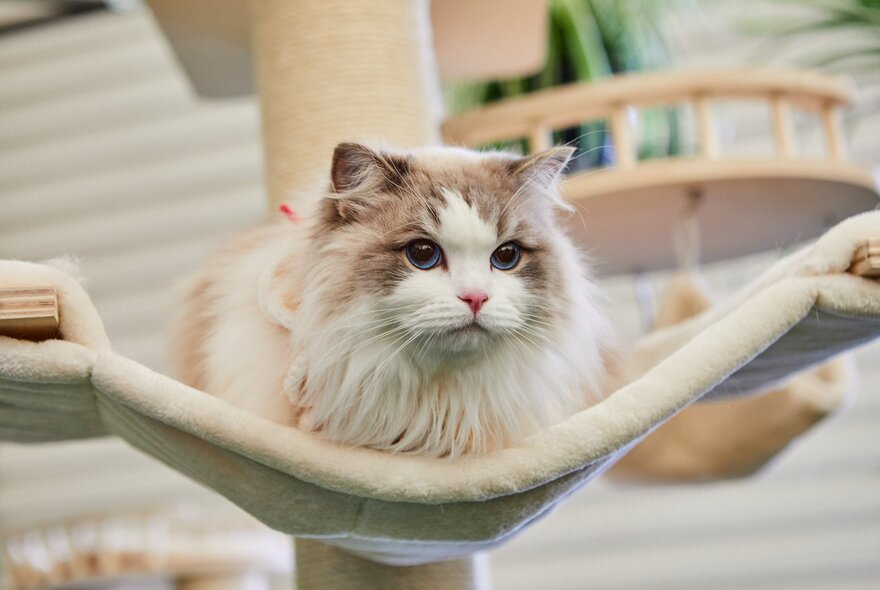 A fluffy cat sitting in hammock-like bed. 