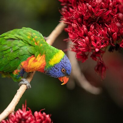 A brightly coloured lorikeet perched on a thin branch of a tree with red flowers.