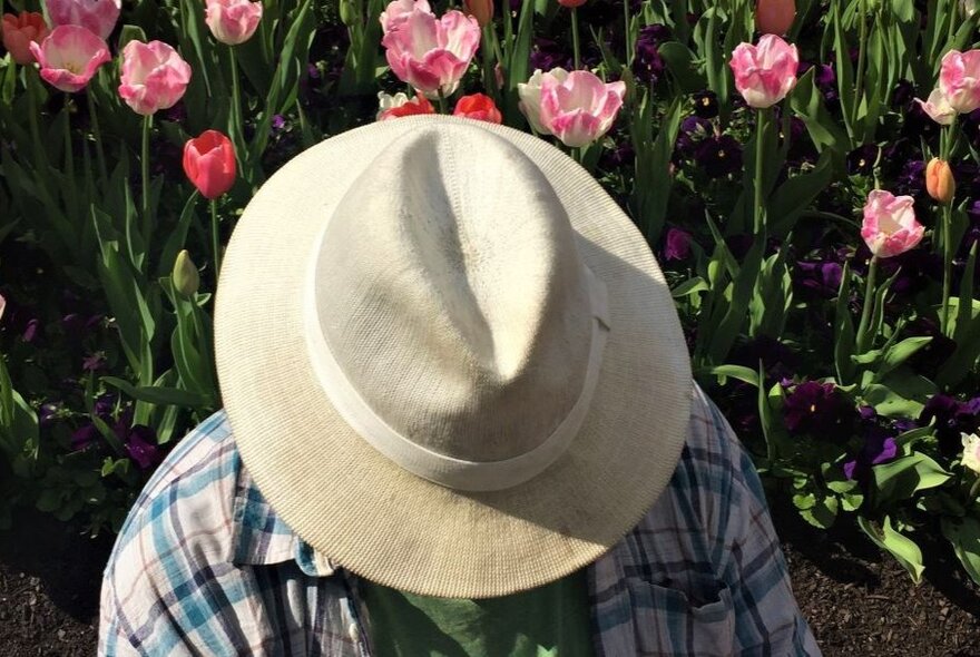 Person wearing a plaid shirt in a tulip field, they face obscured by a white hat.