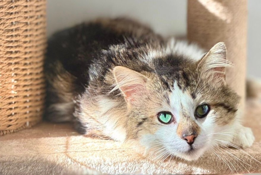 A cat with pale blue eyes laying in a sunny spot next to a basket.