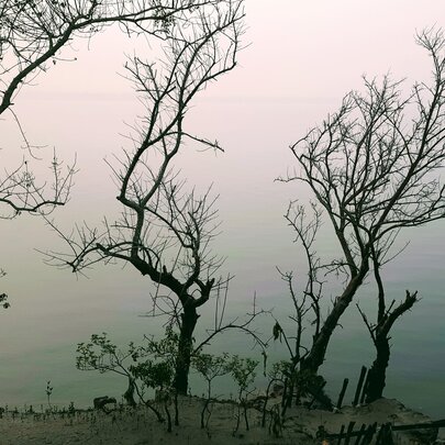 A foggy landscape with several bare, silhouetted trees along an eroded sandy shoreline next to a body of water under a pale, misty sky.