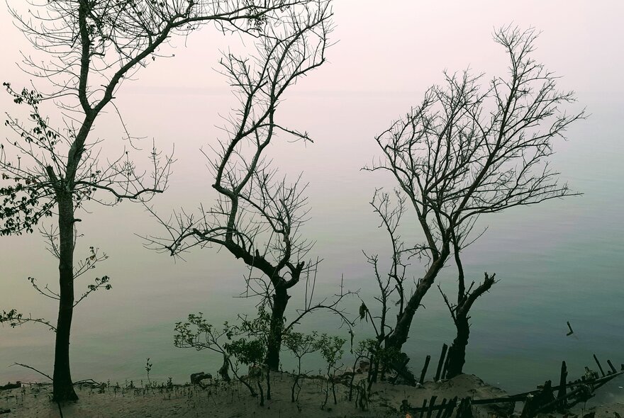 A foggy landscape with several bare, silhouetted trees along an eroded sandy shoreline next to a body of water under a pale, misty sky.