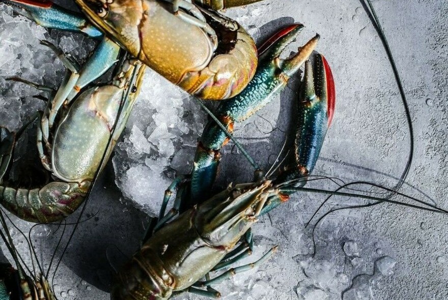 Yabbies with blue and red claws.