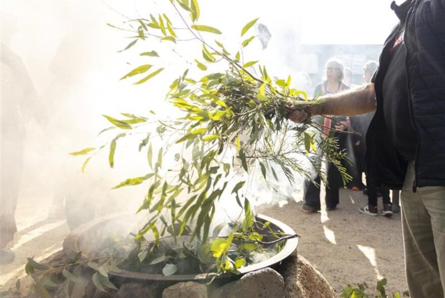 An arm holding a bunch of gum leaves over a large bowl in a smoking ceremony.