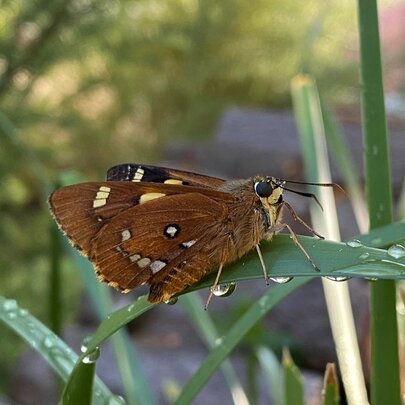 Lunchtime BioBlitz: St Martins Melbourne Pollinator Site