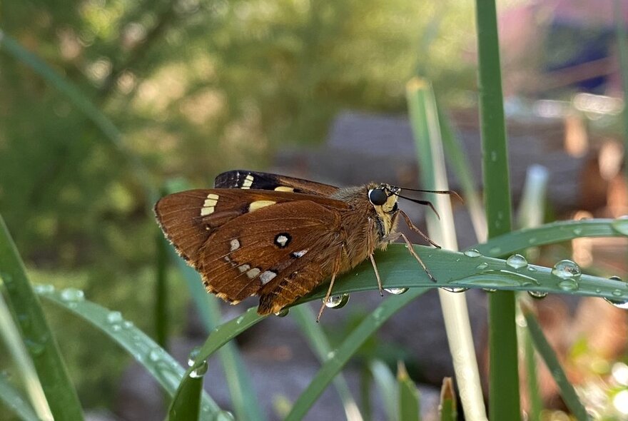 A butterfly with brown wings with cream-coloured spots, resting on a long blade of dewy grass. 