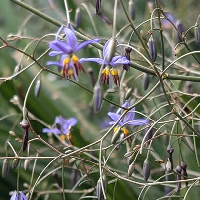 Plant a Native Weaving Garden