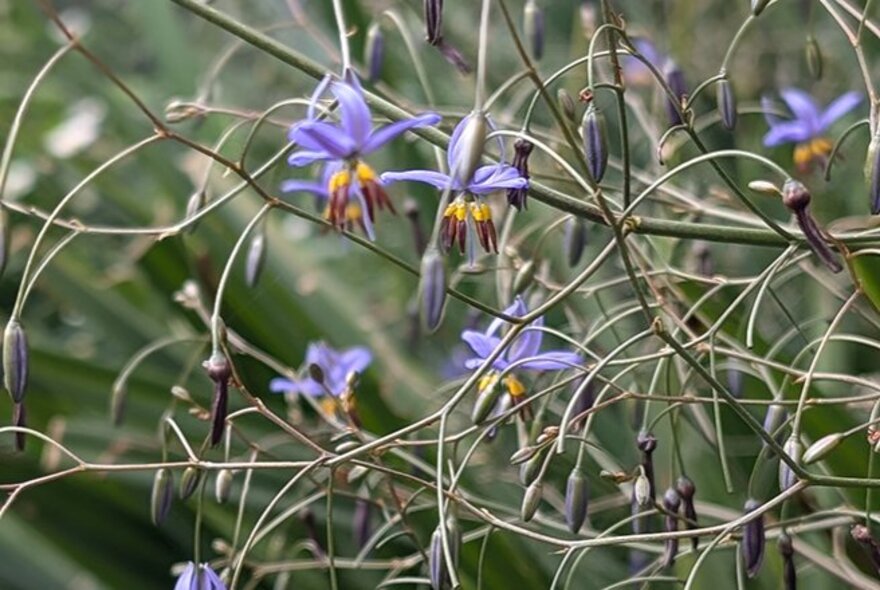Close up of a spindly shrub with purple flowers.