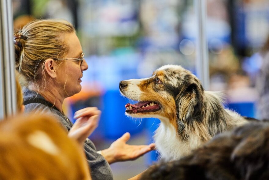 A person looking closely at the face of an Australian Shepherd dog.