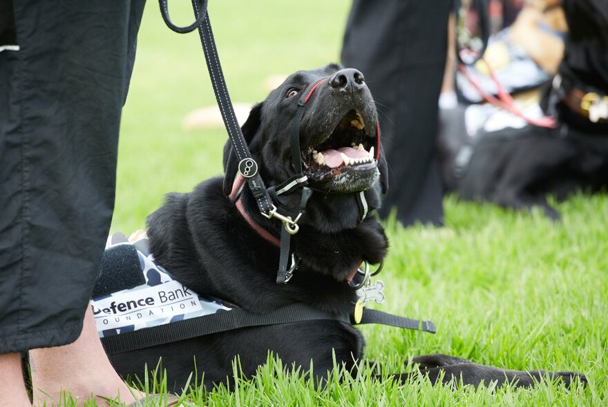 A black labrador service dog, wearing a harness with a leash attached, laying on green grass with its mouth open. 