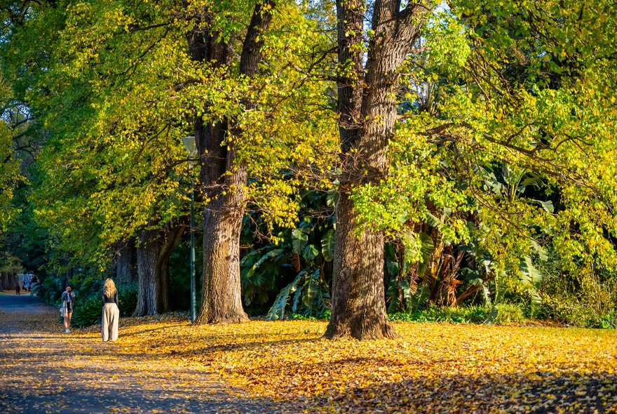 A girl taking a photo of another girl in a park with large trees. The ground is covered in yellow leaves.