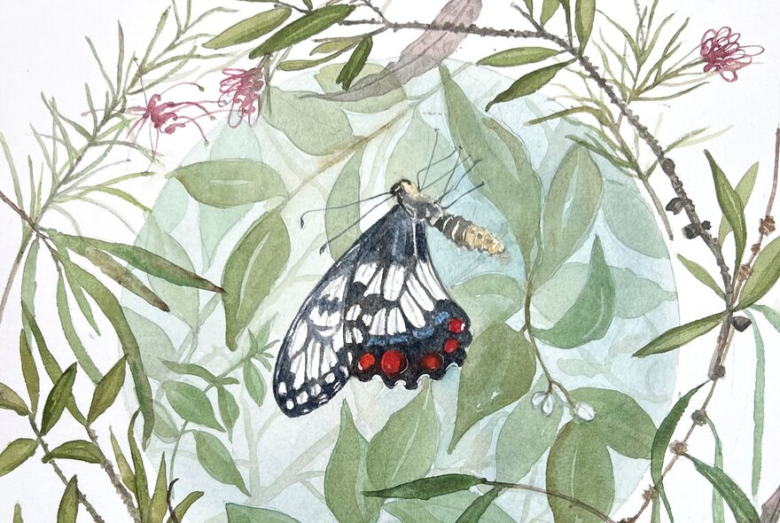 Watercolour painting of a butterfly in amongst native leaves and flowers.
