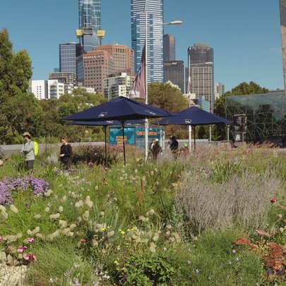 An urban wildflower garden with city buildings in the background. 