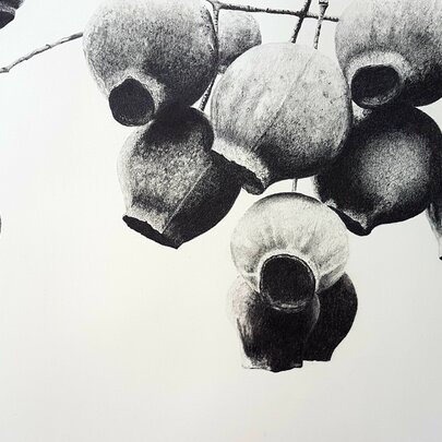 A monochromatic, hyper-realistic drawing of a branch of gumnuts.
