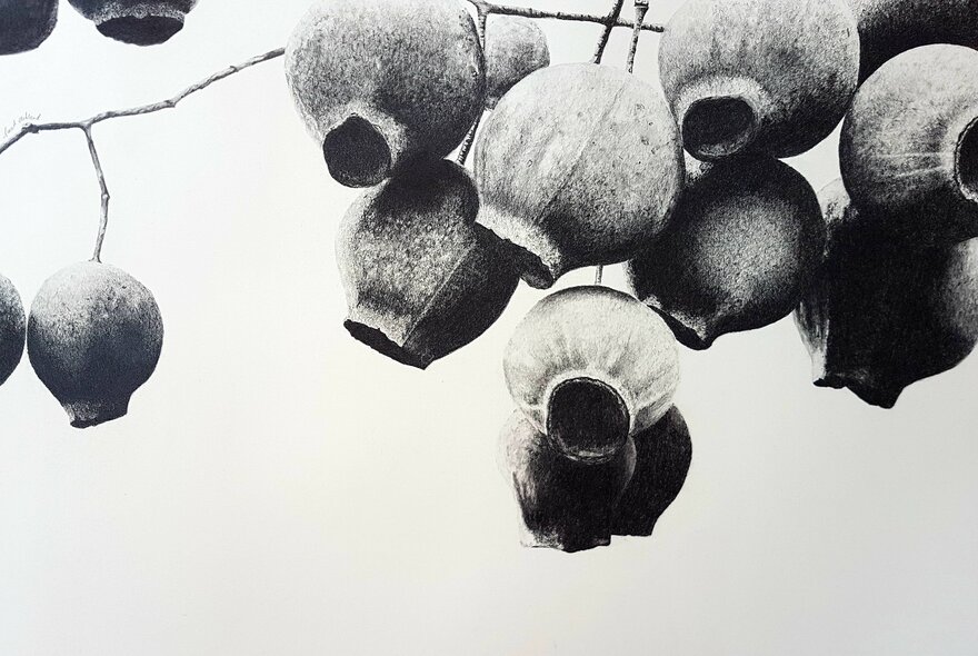 A monochromatic, hyper-realistic drawing of a branch of gumnuts.