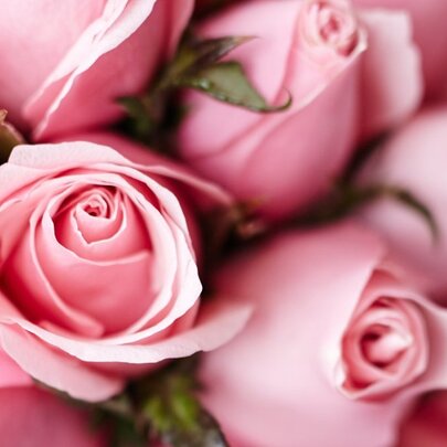 Close up of a bunch of pink roses. 