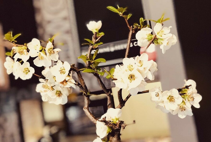 A sprig of white blossoms.