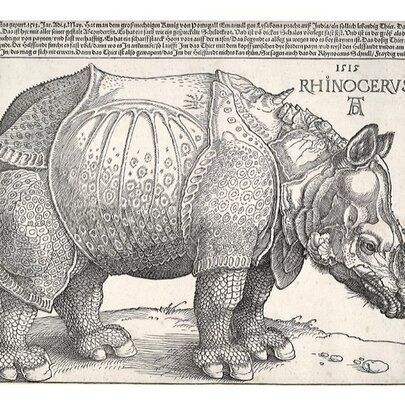 Historical technical drawing of a rhinoceros by Albrecht Dürer.