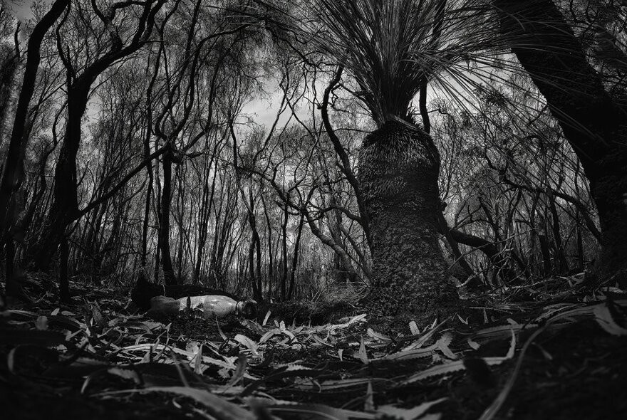 A single boab tree in a burnout forest; black and white image.