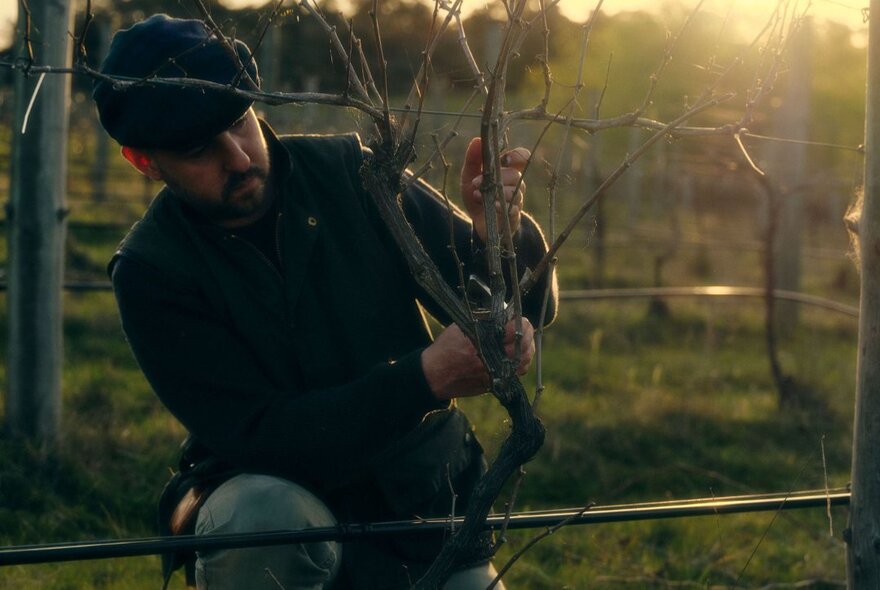 People tending to grape vines at a vinyard on a misty morning. 