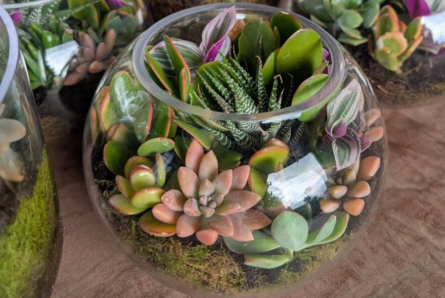 A group of succulent terrariums in glass bowls.