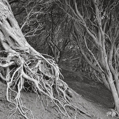 A black and white photograph of gnarled, weathered trees on a sloping, sandy embankment.