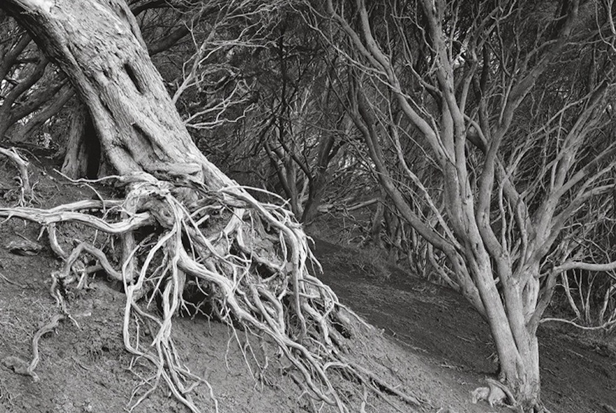 A black and white photograph of gnarled, weathered trees on a sloping, sandy embankment.