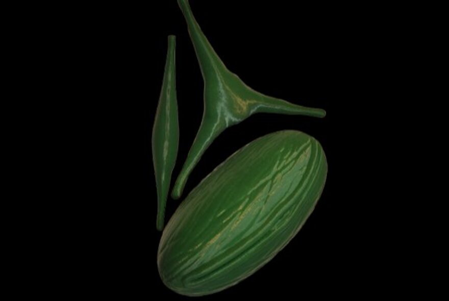 An extreme close-up of microscopic green algae, against a black background.