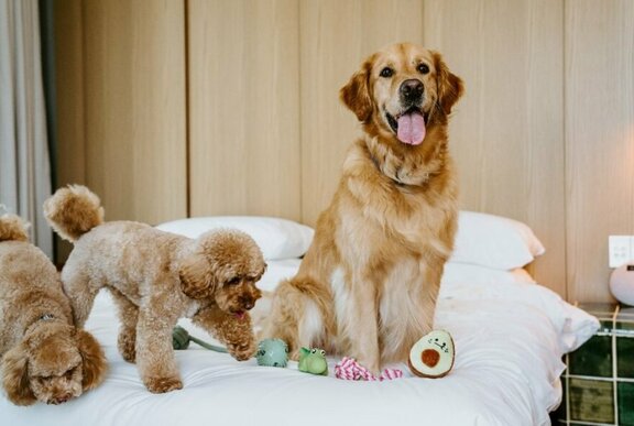 A golden retriever and two poodles on a hotel bed with toys.