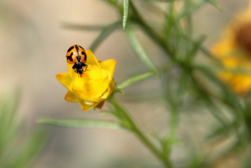A ladybird balanced on the petals of a yellow flower.