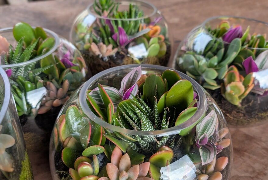 A collection of open glass fishbowl terrariums arranged on a wooden surface, densely planted with a vibrant mix of small assorted succulents.