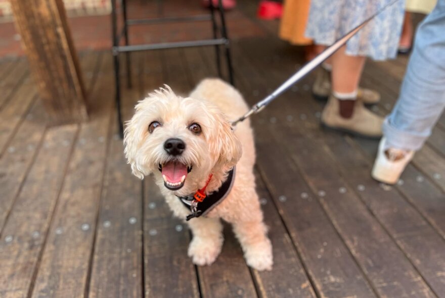 Eager poodle-cross with mouth open, on a lead on a wooden deck.