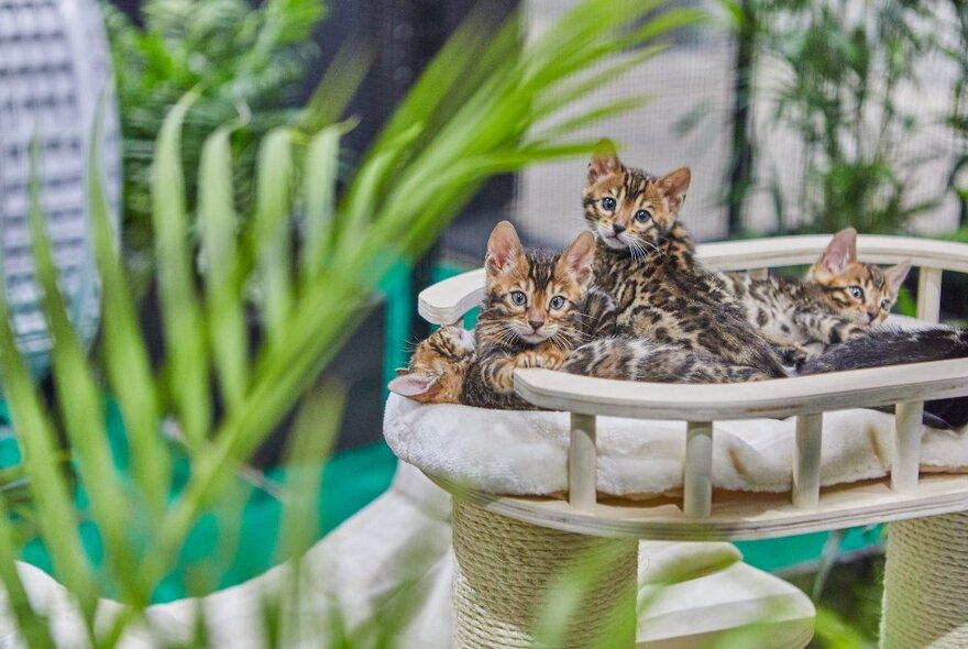 Kittens with leopard like markings on display in a cat bed at the Cat Lovers Festival.