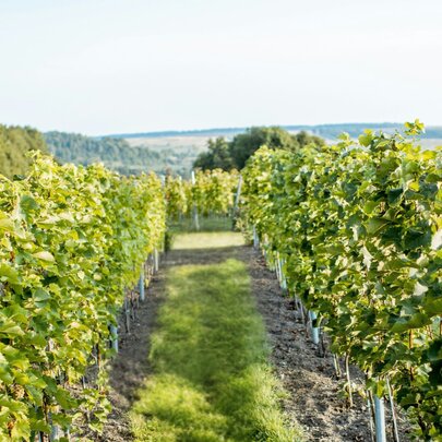 Behind the Vines: Dominique Portet Wine Discovery