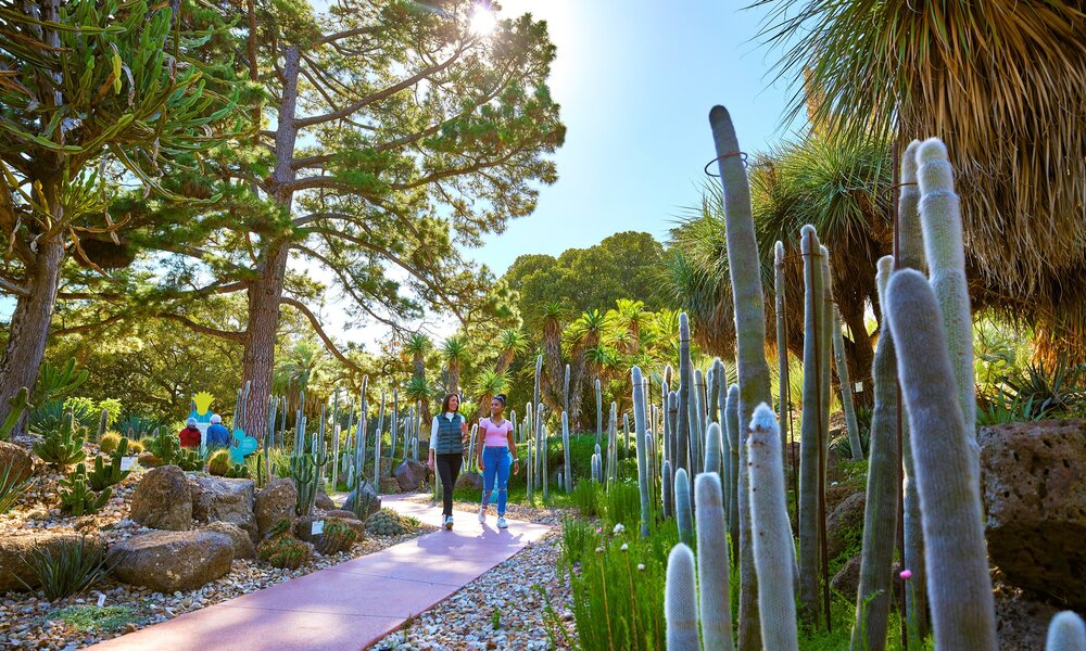 Two friends are walking down a path through a cactus garden