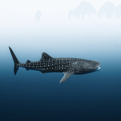 Ocean Film Festival World Tour