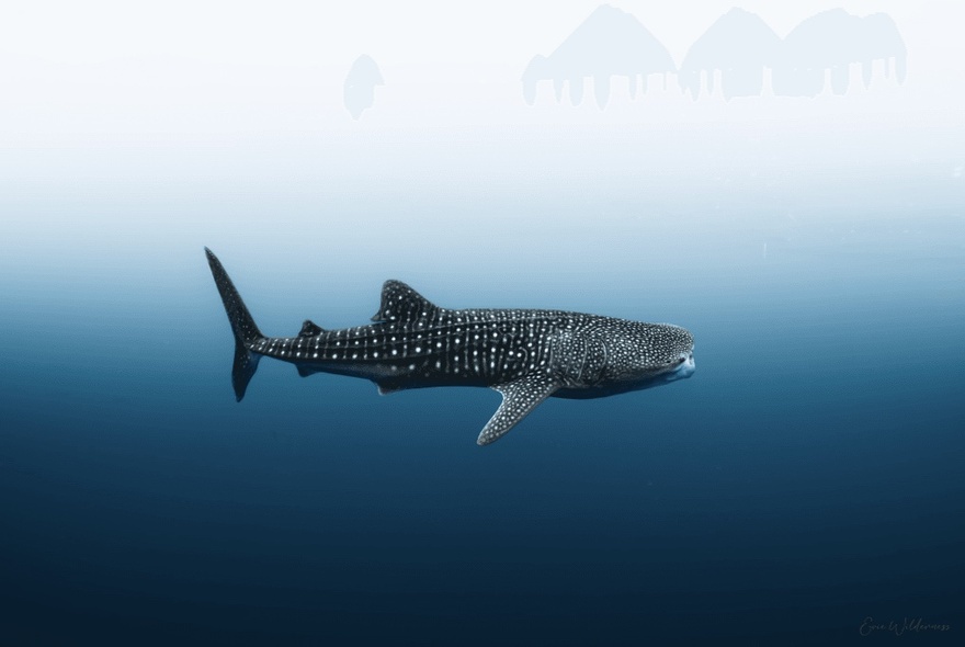 A solitary whale shark in the blue ocean.
