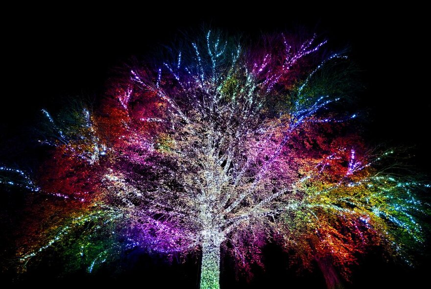 A tree illuminated with vibrant, multi-colored LED lights at night; part of Lightscape at Royal Botanic Gardens.