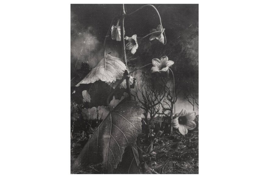 A black and white print of a drooping flower with large leaves.