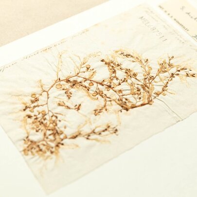 Specimens Across Time