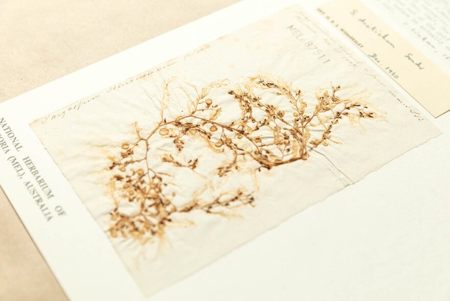 Sample of Von Mueller's collection, with plant fragment on written card.