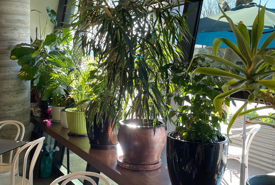 Green plants on a window ledge inside a bright cafe.
