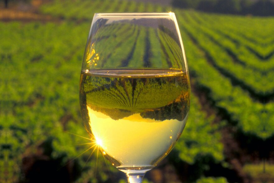 Glass of Riesling catching the sunlight in front of rows of grapevines.