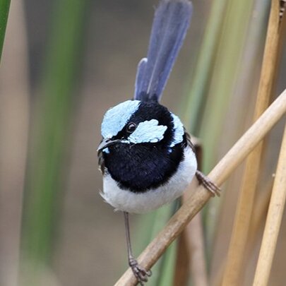 Blue fairy wren perched on a brown stalk.