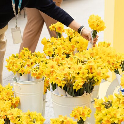 Stand Tall for Daffodil Day