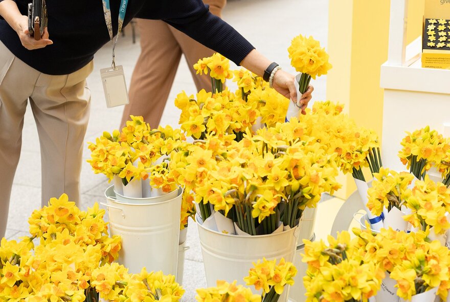 White metal buckets filled with yellow daffodils and a person leaning over to select one bunch to purchase.