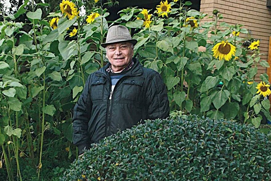 An older man in a jacket and hat standing in front of a patch of sunflowers and in front of clipped hedge.