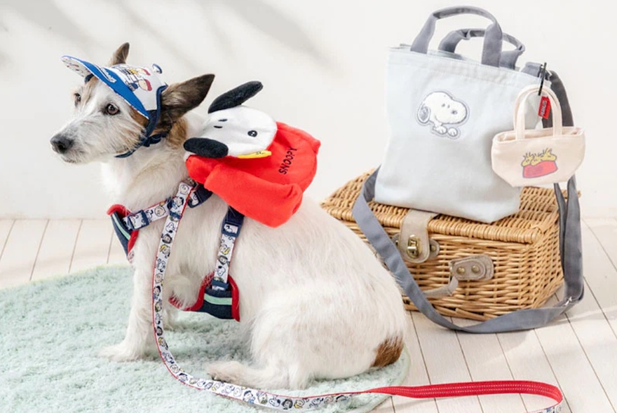 A small,wire-haired, white dog wearing a backpack and cap next to a picnic basket with a bag featuring Snoopy on top. 