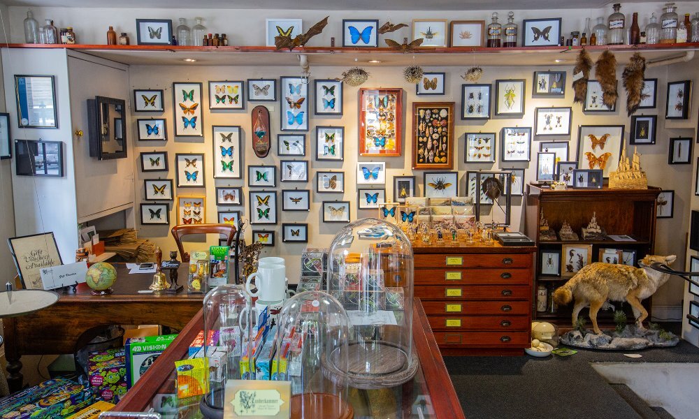A gift shop with taxidermy animals everywhere.
